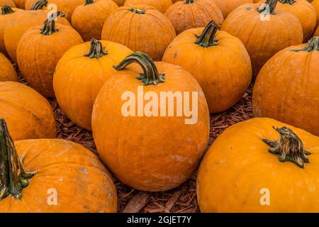 Mehrere leuchtend orangefarbene Kürbisse wurden gerade gepflückt und in einer Gruppe zusammengestellt, um auf dem Bauernhof für die Herbstferien verkauft zu werden Stockfoto