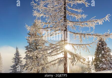 Auf dem Big Mountain in Whitefish, Montana, USA, wurden Bäume mit Matten über einer Inversionsschicht aus Wolken gehüllt. Stockfoto