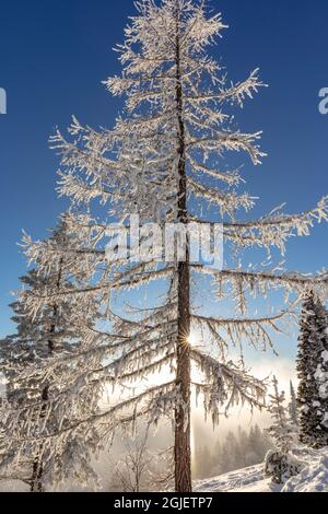 Auf dem Big Mountain in Whitefish, Montana, USA, wurden Bäume mit Matten über einer Inversionsschicht aus Wolken gehüllt. Stockfoto