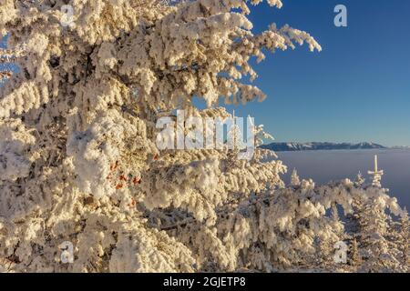 Auf dem Big Mountain in Whitefish, Montana, USA, wurden Bäume mit Matten über einer Inversionsschicht aus Wolken gehüllt. Stockfoto