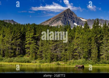 Kuh-Elchfüttert am Fishercap Lake mit Swiftcurrent Mountain im Glacier National Park, Montana, USA. Stockfoto