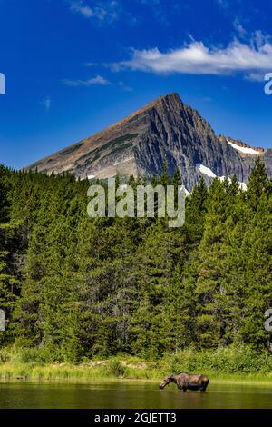 Kuh-Elchfüttert am Fishercap Lake mit Swiftcurrent Mountain im Glacier National Park, Montana, USA. Stockfoto