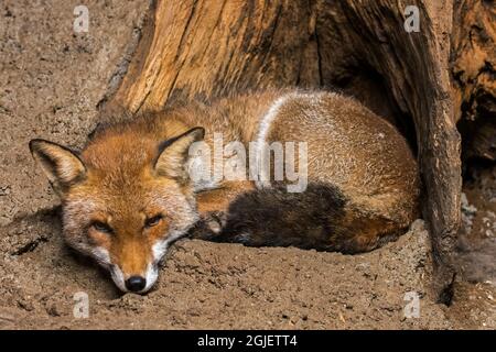 Rotfuchs (Vulpes vulpes), der sich zwischen den Baumwurzeln zusammengerollt ruht Stockfoto