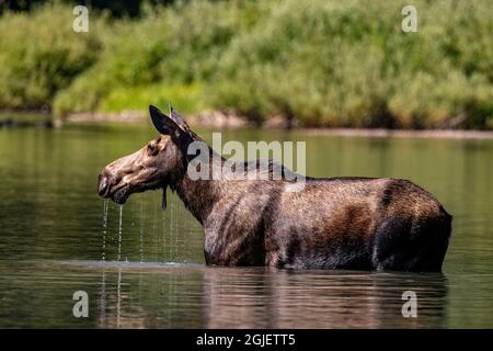 Kuh-Elchfüttert am Fishercap Lake im Glacier National Park, Montana, USA. Stockfoto