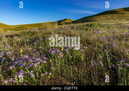 Wildblumen aus Federblättern in der National Bison Range in Moiese, Montana, USA. Stockfoto