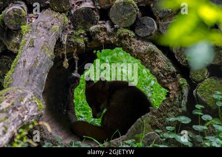 Schüchterner Rotfuchs (Vulpes vulpes) versteckt sich im hohlen Baumstamm im Wald Stockfoto