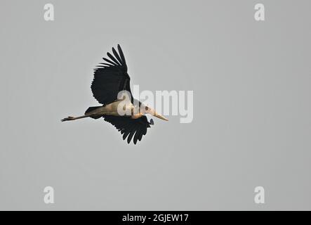 Kleiner Adjutant (Leptoptilos javanicus) Erwachsener auf Flug Kaziranga NP, Assam, Indien Januar Stockfoto