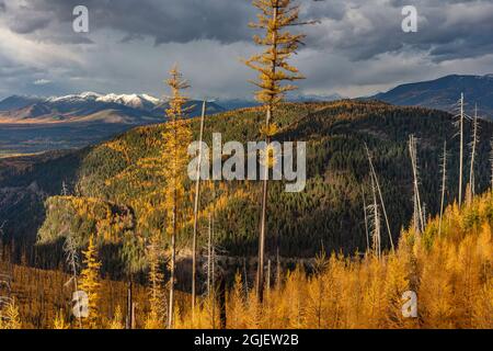 Herbstlärche über dem Hungry Horse Reservoir im Flathead National Forest, Montana, USA Stockfoto