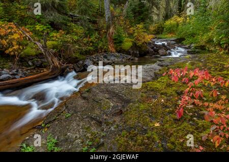 Johnny Creek im Herbst im Flathead National Forest, Montana, USA, verloren Stockfoto