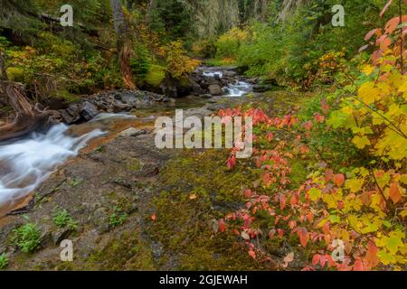 Johnny Creek im Herbst im Flathead National Forest, Montana, USA, verloren Stockfoto