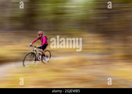 Mountainbiken auf dem Singletrack auf den Pig Farm Trails in der Nähe von Whitefish, Montana, USA. (MR) Stockfoto