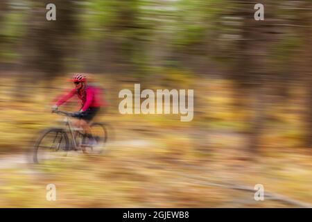 Mountainbiken auf dem Singletrack auf den Pig Farm Trails in der Nähe von Whitefish, Montana, USA. (MR) Stockfoto