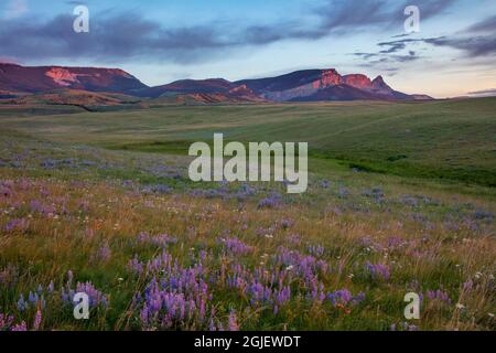 Lupine Wildblumen und Sawtooth Ridge entlang der Rocky Mountain Front in der Nähe von Augusta, Montana, USA Stockfoto