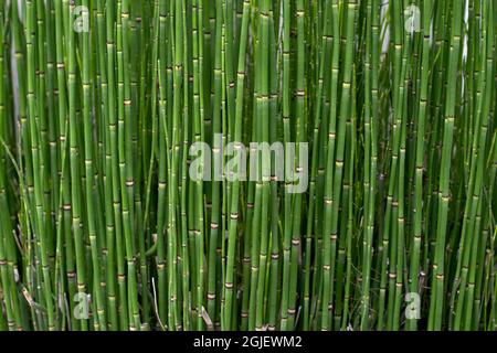 Hintergrund Bamboo Cane Green Plantation. Textur horizontal. Argentinien Stockfoto