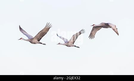 USA, Nebraska. Sandhill Cranes (Antigone canadensis) im Flug, um entlang der Kornfelder von Nebraska in der Nähe des Platte River zu füttern, um ihre Spring mig zu tanken Stockfoto