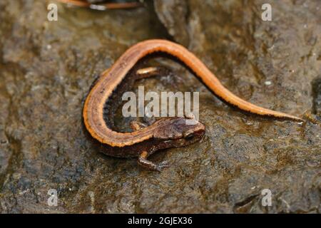 Nahaufnahme einer orangen Form eines Plethodon-Fahrzeugs, westroter Rückensalamander, der auf einen Stein klettert Stockfoto