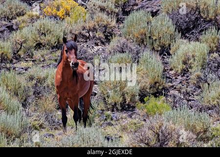 USA, Nevada. Wilde Mustangs in der Wüste. Kredit als: Dennis Flaherty / Jaynes Gallery / DanitaDelimont.com Stockfoto