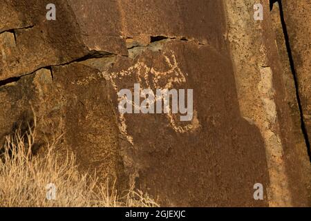 USA, New Mexico, Three-States Petroglyph Site. Petroglyphe des Tieres in Stein gemeißelt. Kredit als: Jean Carter / Jaynes Gallery / DanitaDelimont.com Stockfoto