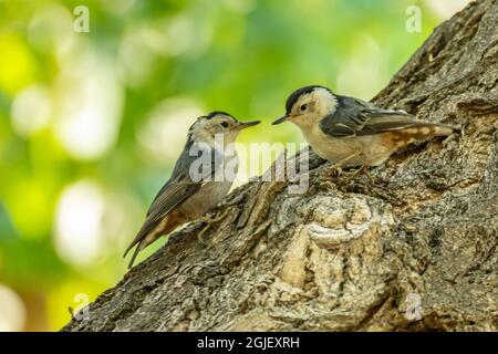 USA, New Mexico. Weißreihige Nuthatchvögel auf Baumstamm. Stockfoto