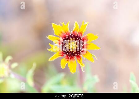 USA, New Mexico. Gaillardia-Blüte aus nächster Nähe. Stockfoto