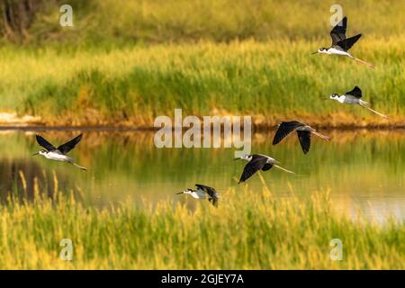 USA, New Mexico, Valencia County. Schwarze Stelzenvögel fliegen über das Wasser. Stockfoto