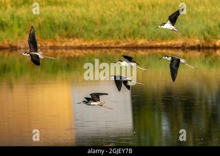 USA, New Mexico, Valencia County. Schwarze Stelzenvögel fliegen über das Wasser. Stockfoto