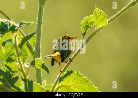 USA, New Mexico. Wilsons Waldsänger auf Sonnenblumenpflanze. Stockfoto