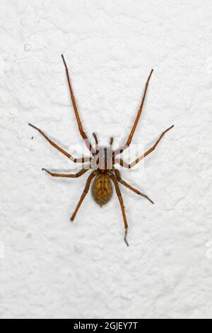 Hausangle Spinne, Tegenaria domestica Stockfoto