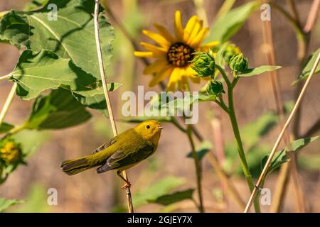 USA, New Mexico. Wilsons Waldsänger auf Sonnenblumenpflanze. Stockfoto