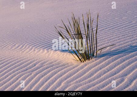 USA, New Mexico, White Sands National Park Stockfoto