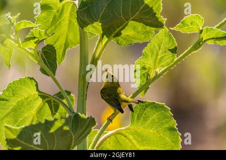 USA, New Mexico. Wilsons Waldsänger auf Sonnenblumenpflanze. Stockfoto