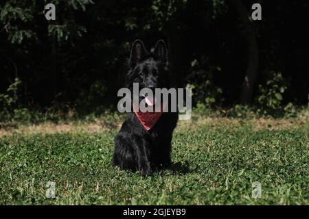 Schwarzer langhaariger Schäferhund mit rotem Bandana um den Hals. Sehr schöne Vollblut-Hündin. Shepherd sitzt auf grünem Gras gegen Backgroun Stockfoto