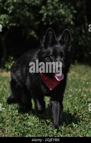 Schwarzer langhaariger Schäferhund mit rotem Bandana um den Hals. Sehr schöne Vollblut-Hündin. Hund läuft fröhlich auf grünem Gras, um sich zu treffen Stockfoto