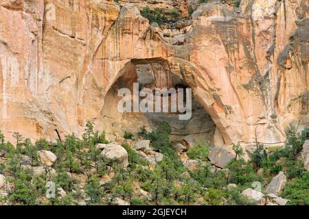 USA, New Mexico. El Malpais National Conservation Area, La Ventana Arch, bestehend aus Zuni-Sandstein, über Kiefern- und Wacholderwäldern. Stockfoto