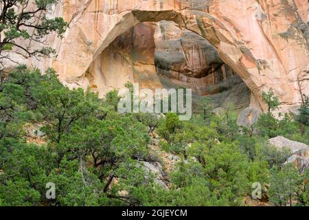 USA, New Mexico. El Malpais National Conservation Area, La Ventana Arch, bestehend aus Zuni-Sandstein, über Kiefern- und Wacholderwäldern. Stockfoto