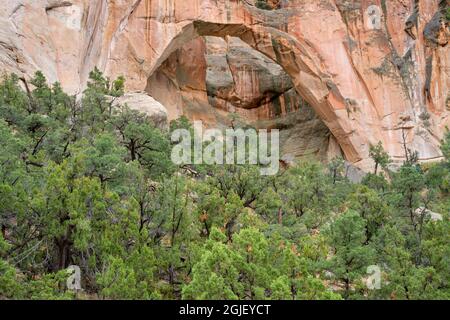 USA, New Mexico. El Malpais National Conservation Area, La Ventana Arch, bestehend aus Zuni-Sandstein, über Kiefern- und Wacholderwäldern. Stockfoto