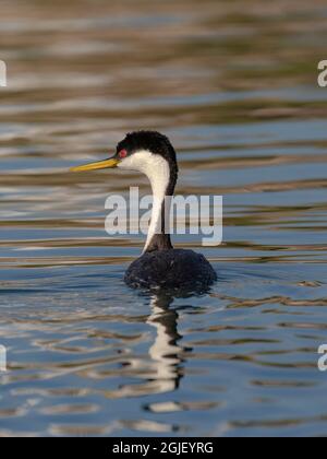 Westgrebe, Elephant Butte Lake State Park, New Mexico. Stockfoto