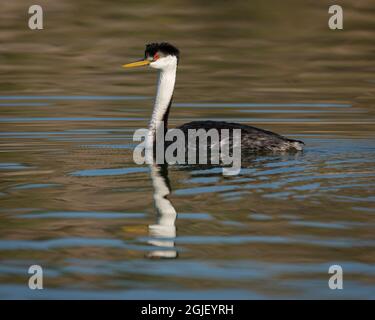 Westgrebe, Elephant Butte Lake State Park, New Mexico. Stockfoto