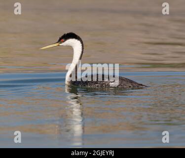 Westgrebe, Elephant Butte Lake State Park, New Mexico. Stockfoto