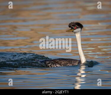 USA, New Mexico. Westgrebe, Elephant Butte Lake State Park. Stockfoto