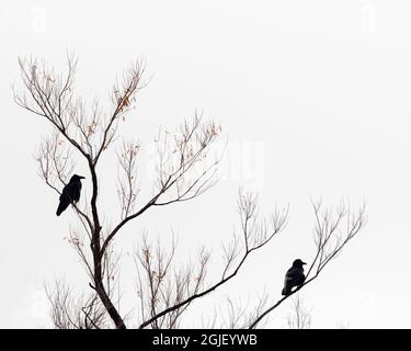 Two Ravens, Bernardo Wildlife Area, New Mexico Stockfoto