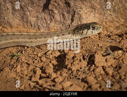 WESTERN terrestrische Strumpfband, wandernde Strumpfschlange, Thamnopis elegans, New Mexico Stockfoto