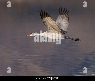 Sandhill Crane im Flug, Bosque Del Apache National Wildlife Refuge, New Mexico Stockfoto