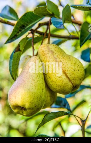 Hood River, Oregon, USA. Bartlett Birnen auf dem Baum Stockfoto