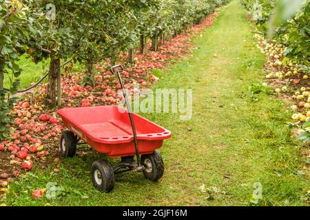 Hood River, Oregon, USA. Honigknusprige Äpfel auf dem Boden. Ein roter Wagen erwartet die Leute, die U-Pick tun, um ihre Äpfel auszuwählen und sie zurück zu holen, um w zu werden Stockfoto