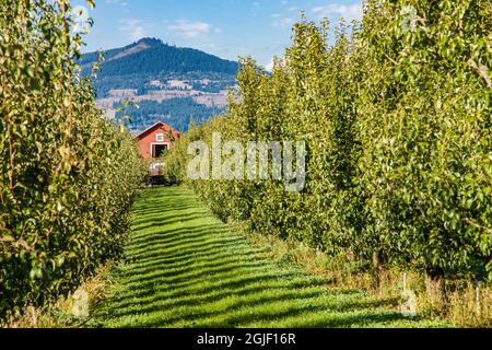 Hood River, Oregon, USA. Reihen von Bartlett Birnenbäumen und Scheune. Stockfoto