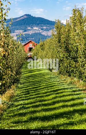 Hood River, Oregon, USA. Reihen von Bartlett Birnenbäumen und Scheune. Stockfoto