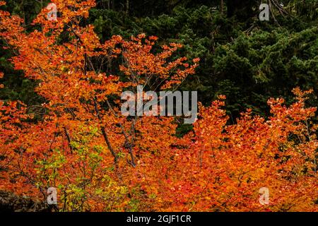 Herbst, Lava Island Falls Trail, Deschutes River, Deschutes National Forest, Oregon, USA Stockfoto