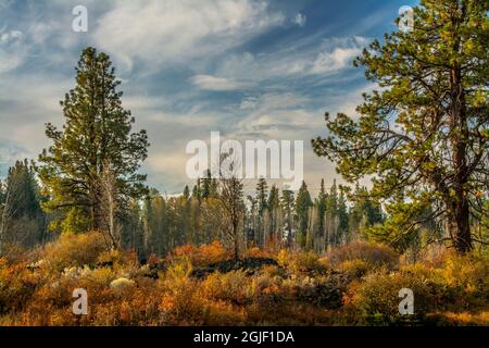 Autumn, Lava Island Falls Trail, Deschutes River, Deschutes National Forest, Oregon, USA, Stockfoto