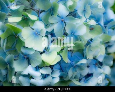 USA, Oregon, Cannon Beach, Northwest Hortensia Blossom Stockfoto